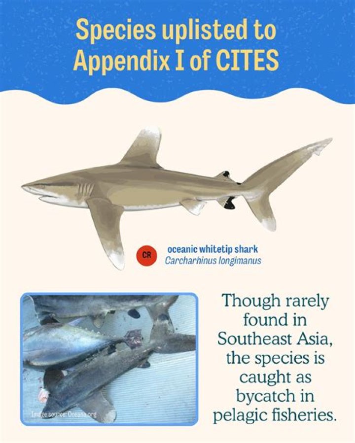 What are the most widely caught bycatch species?