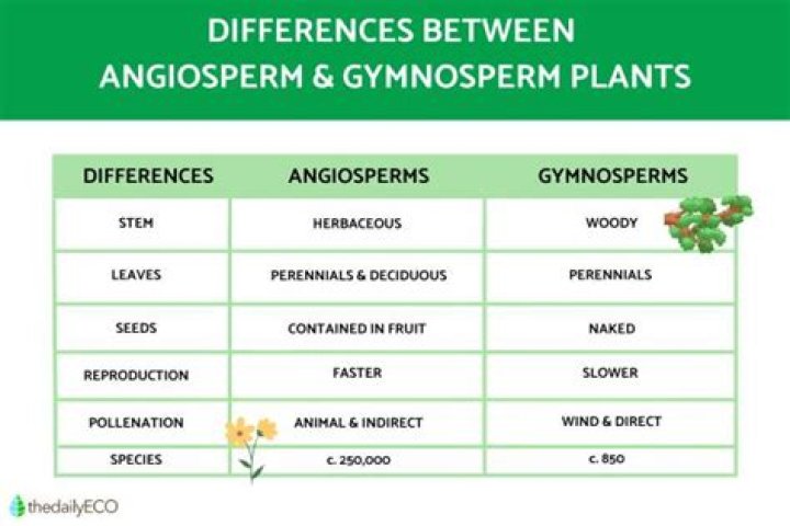 What are the similarities and differences between angiosperms and gymnosperms?