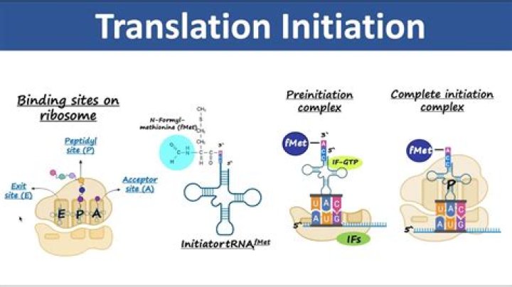 What are the steps of initiation of translation?