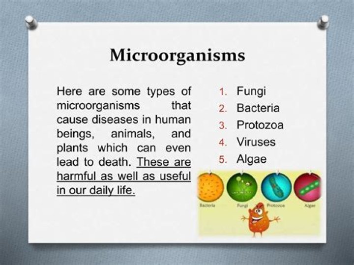 What are useful microorganisms Wikipedia?