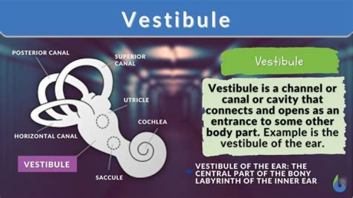 What are vestibule bulbs?