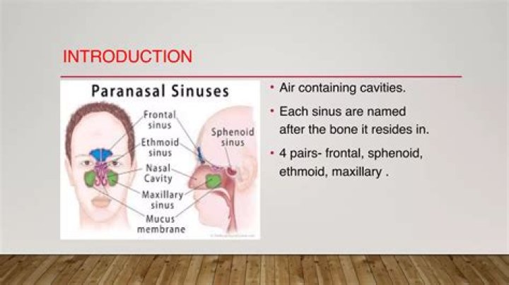 What bones make up the paranasal sinuses?
