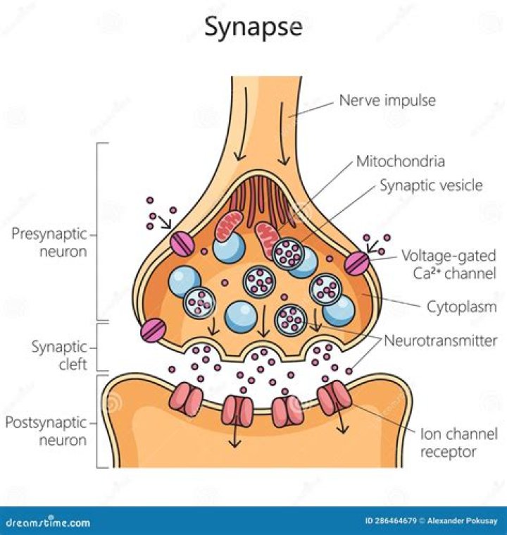 What causes a synapse to fire in the brain?