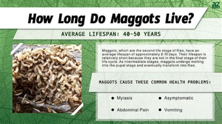 What causes maggots in your legs?