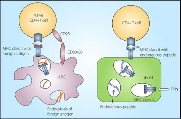 What cells express LysM?