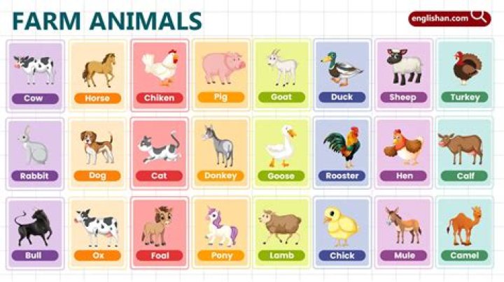 What children learn about farm animals?