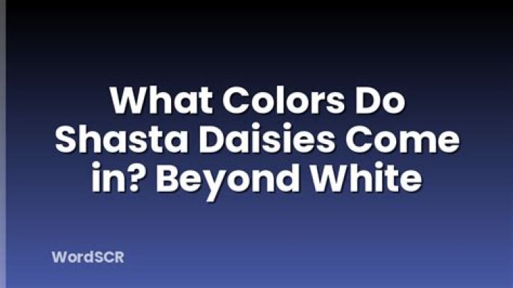 What colors do Shasta daisies come in?