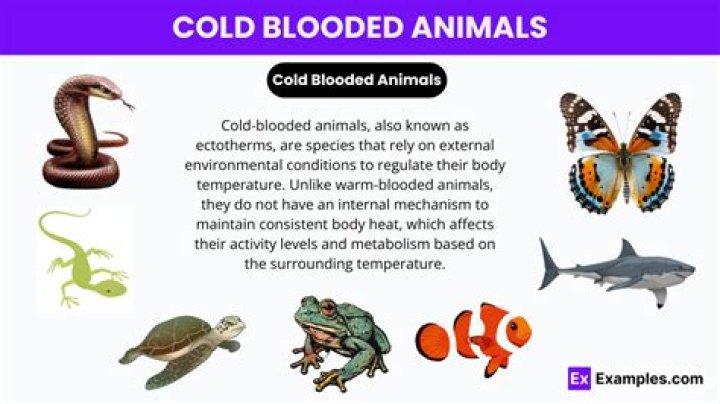 What creatures are cold blooded?