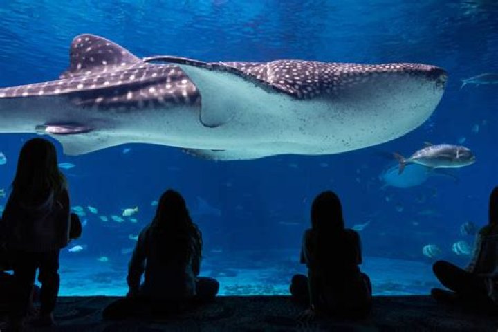 What did the Georgia Aquarium do with the dead whale shark?