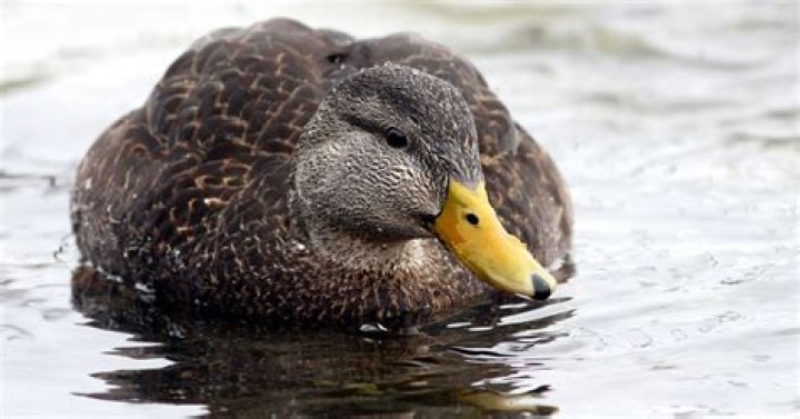 What do American black ducks eat?