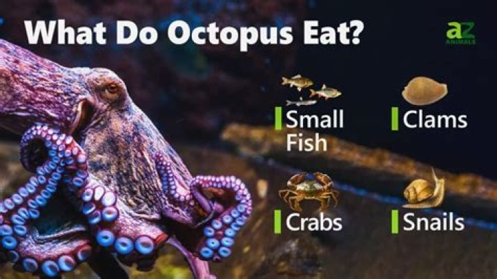 What do octopuses eat in Minecraft?