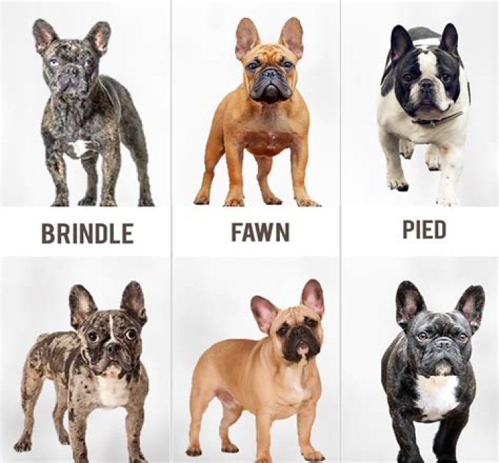 What do you get if you breed an English bulldog with a French Bulldog?