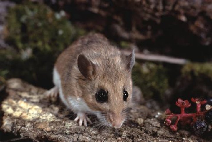 What does a white-footed mouse like to eat?