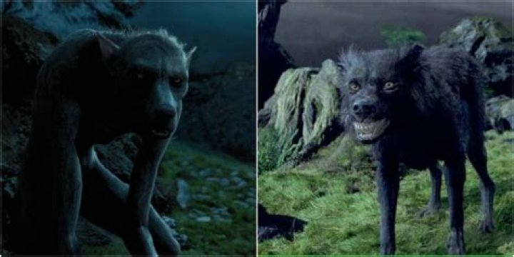 What does Fenrir Greyback look like as a werewolf?