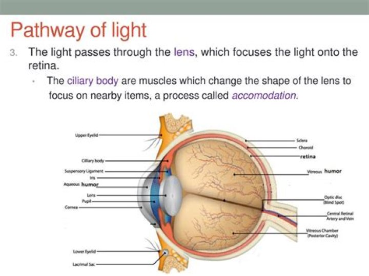 What does fluorescent light do to your eyes?