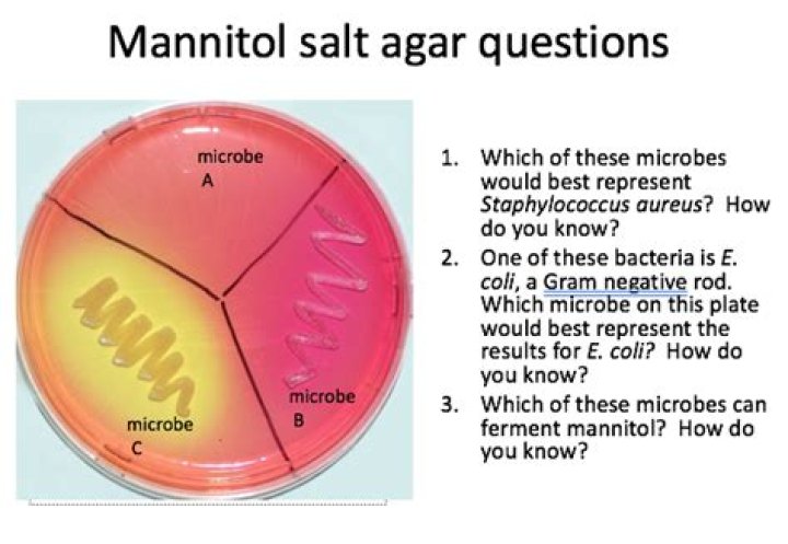What does mannitol do in agar?