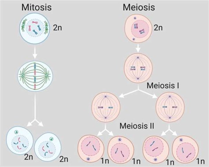 What does meiosis 2 create?