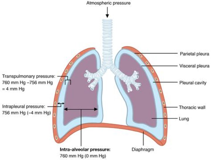 What does negative pressure do to the lungs?