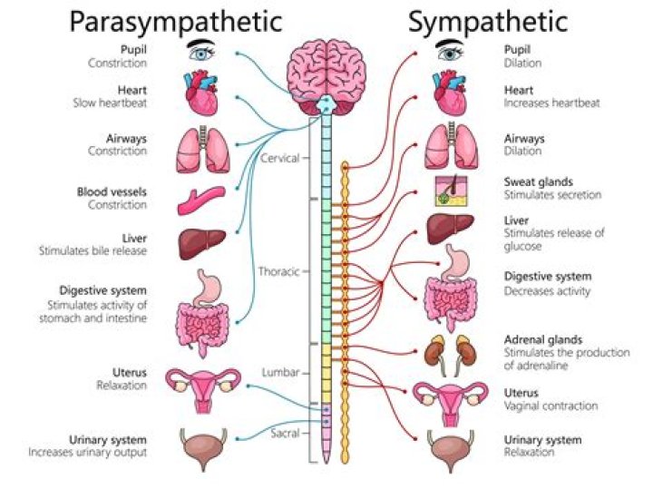 What does parasympathetic do to eyes?