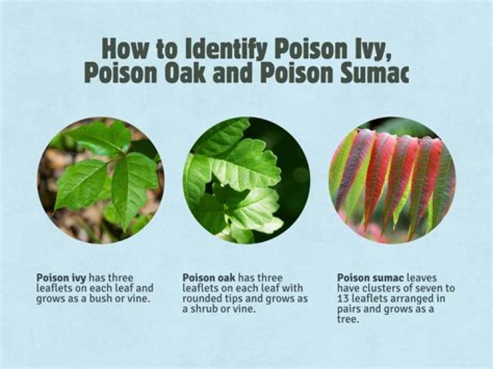 What does poison oak look like starting out?
