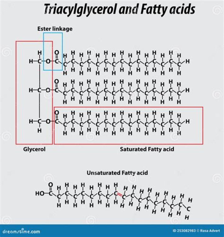 What does re-esterified triglyceride mean?