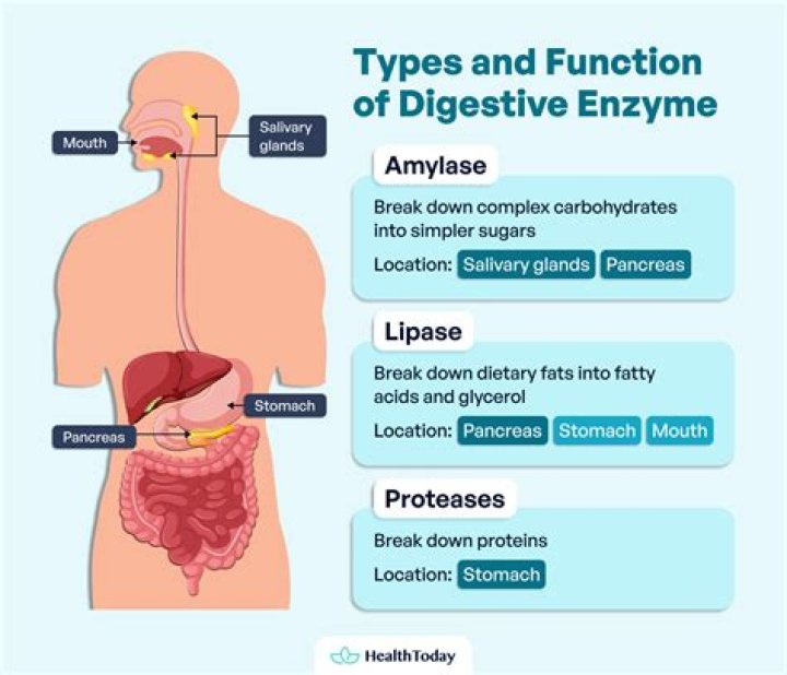 What enzymes should I take for digestion?