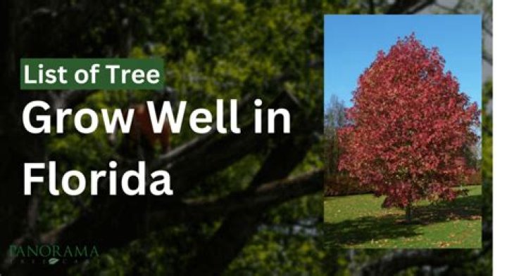 What evergreen trees grow well in Florida?