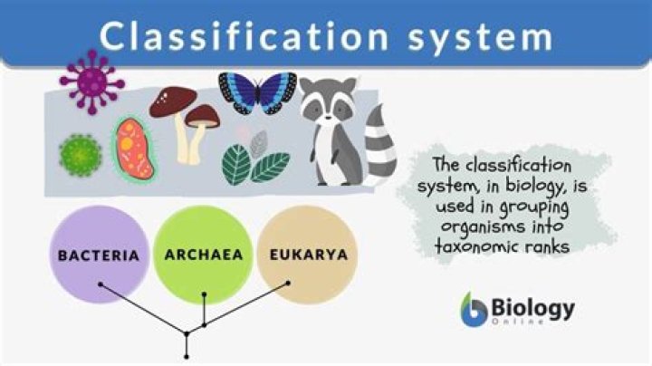 What is a Classification stream?