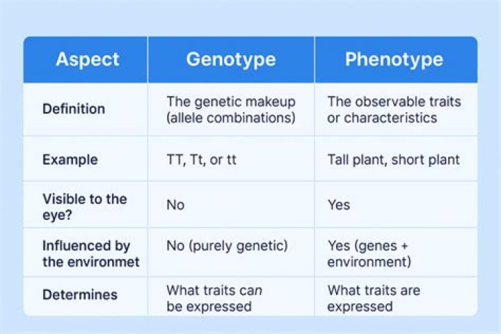 What is a good example of phenotype?