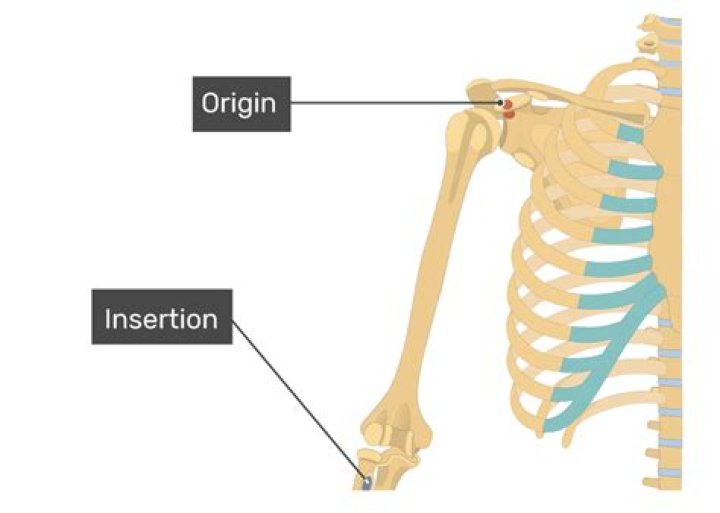 What is a Retrogene insertion?