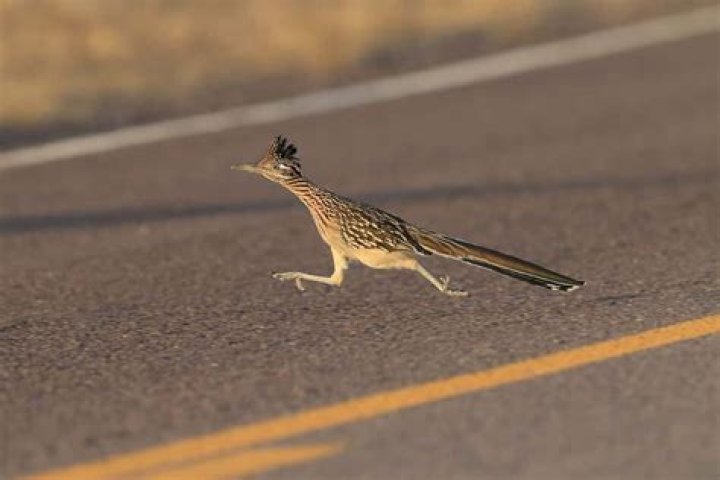 What is a Road Runner person?