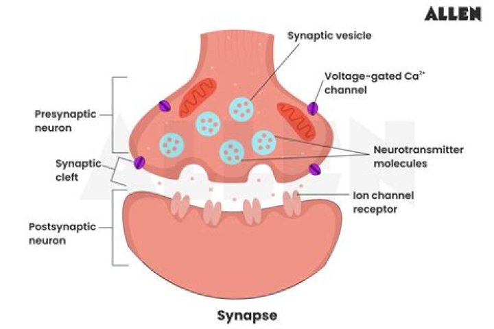 What is a simple synapse?