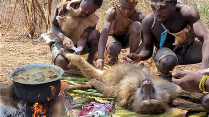 What is a tribe of baboons called?