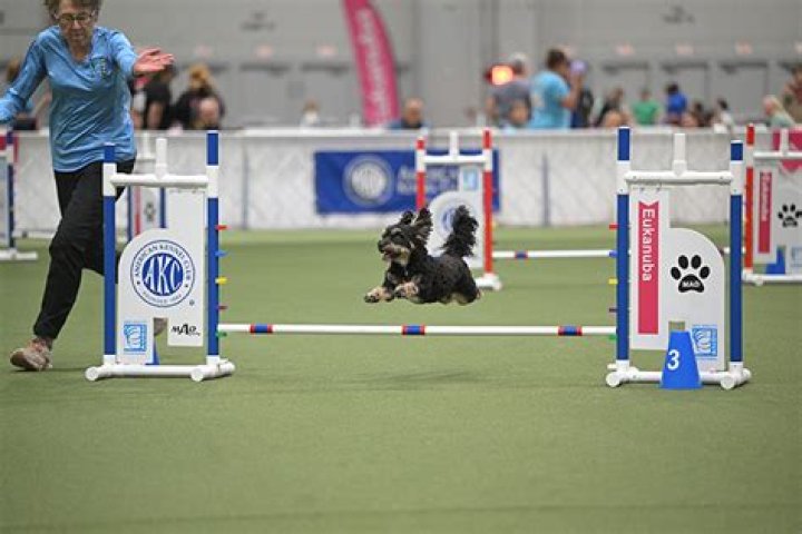 What is AKC Agility fast?