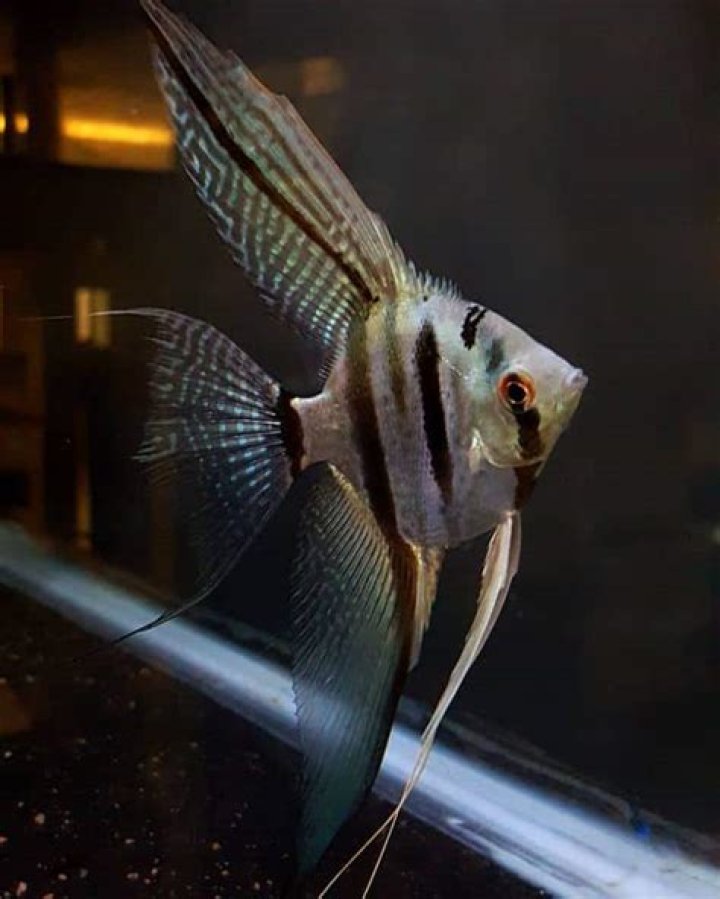 What is an angelfish with three black stripes?