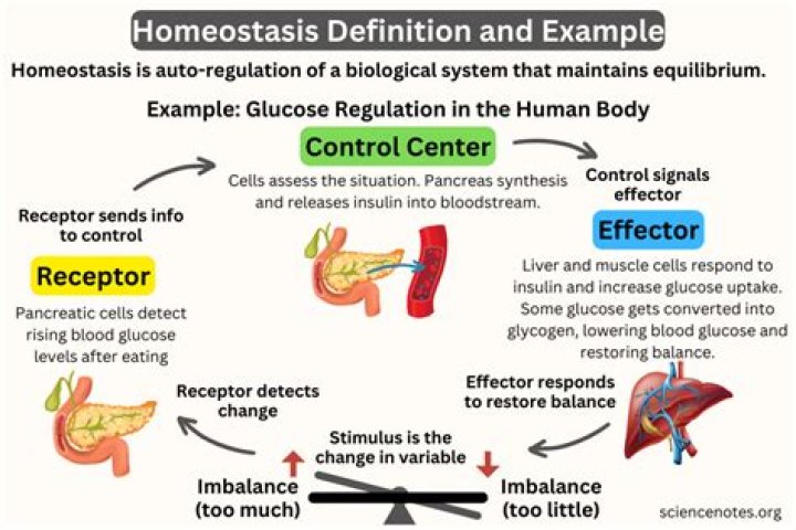 What is an example of homeostasis maintained by a negative feedback?