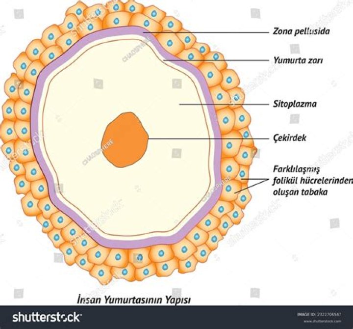 What is an Ovocyte?