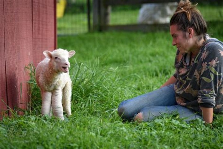 What is animal guardianship?