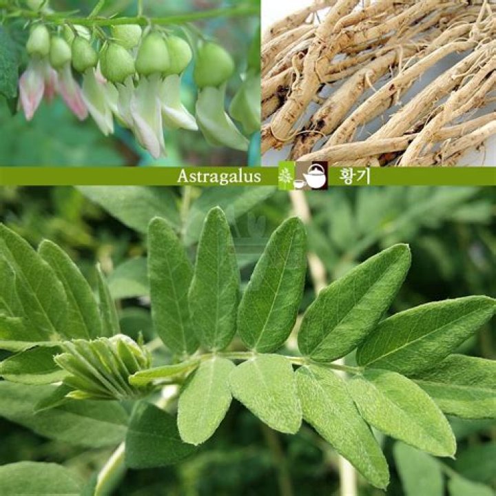 What is Astragalus root used for?