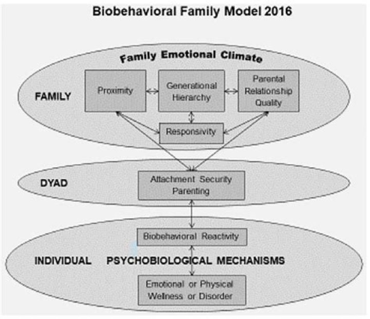 What is biobehavioral theory?