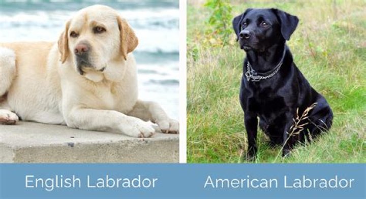 What is difference between English and British labs?