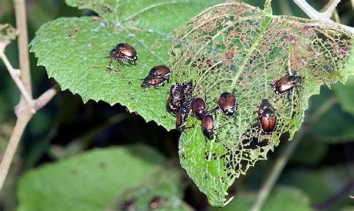 What is eating holes in my butterfly bush leaves?