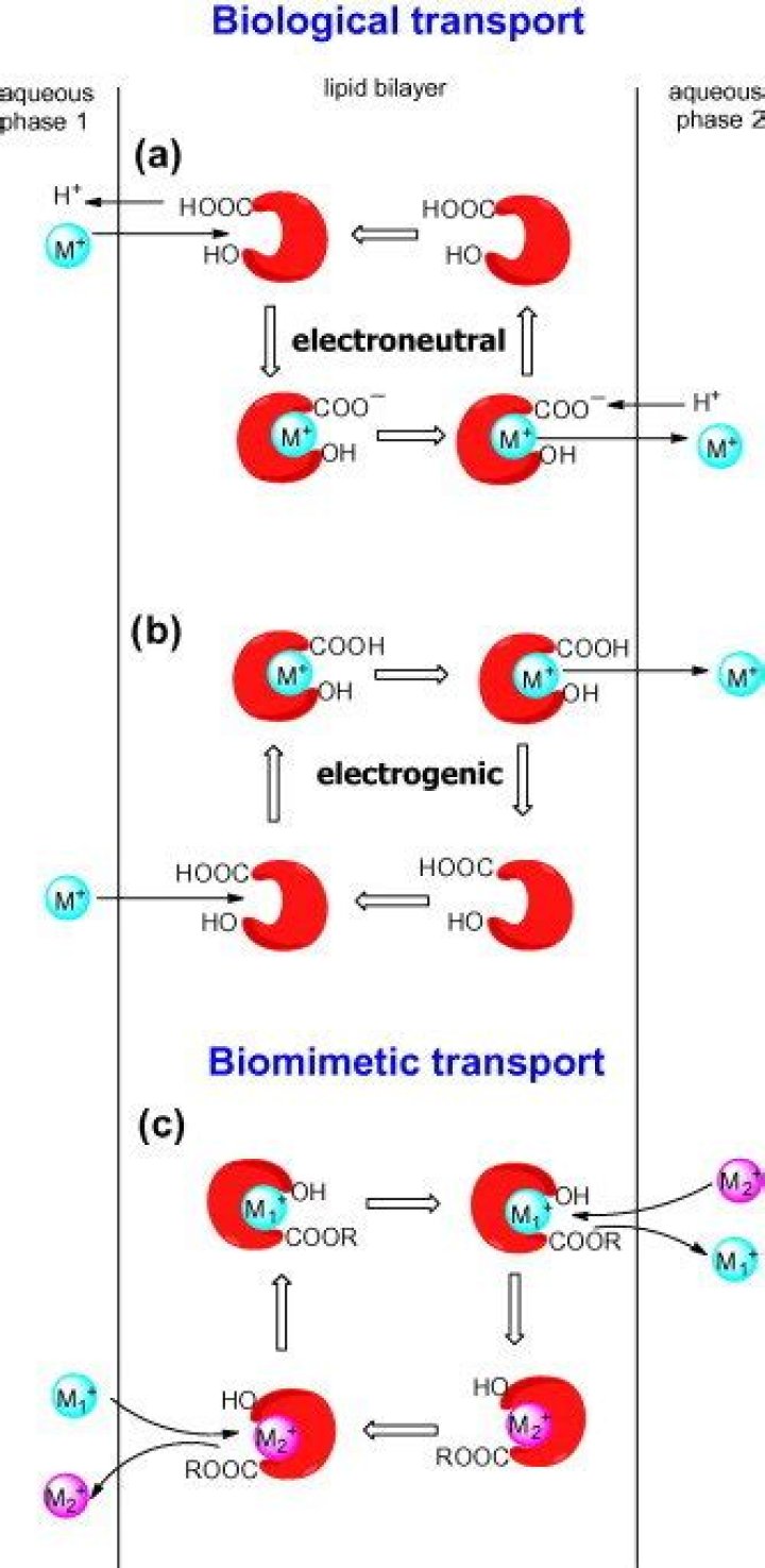 What is electrogenic and electroneutral transport?