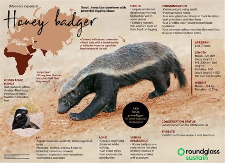 What is Honey Badger slang for?