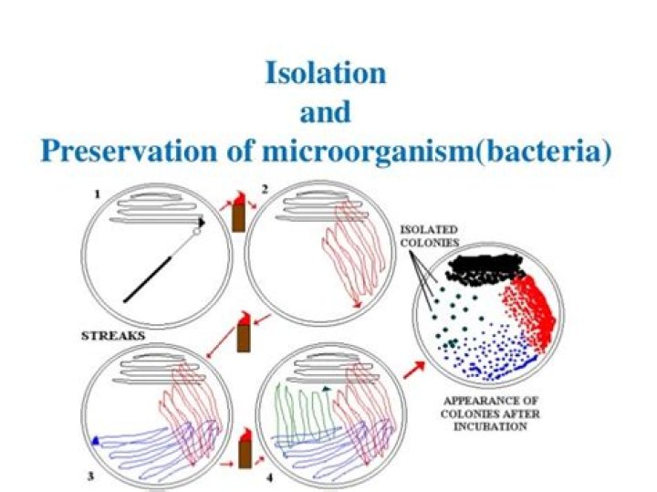 What is isolation in biology?