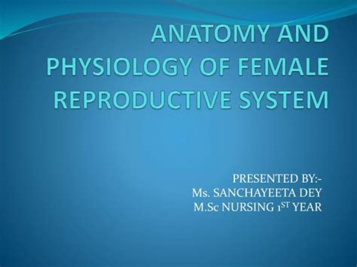What is male reproductive system Slideshare?