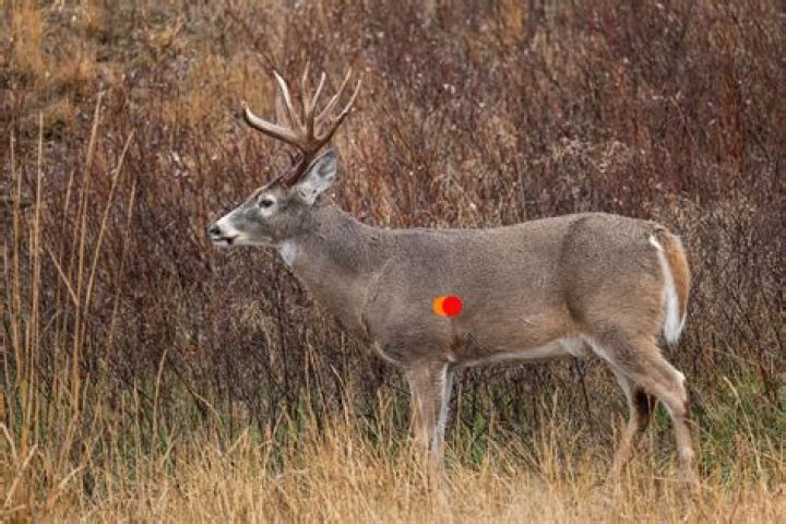 What is Ohio law on deer hunting?