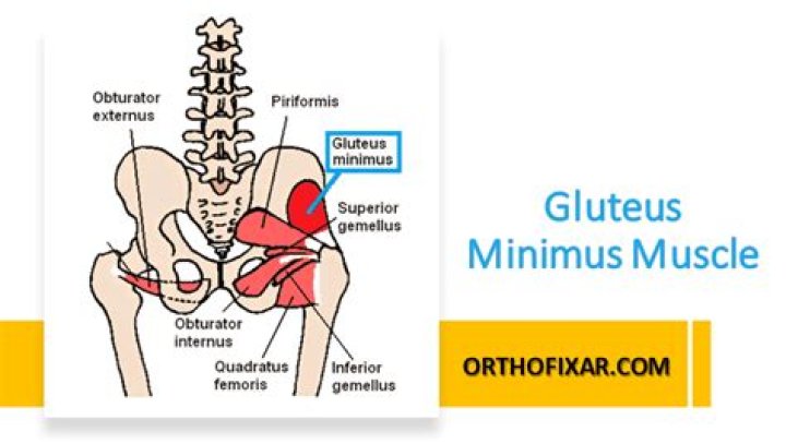 What is one of the functions of the gluteus medius and gluteus minimus?
