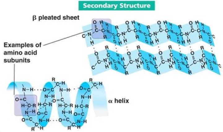What is primer secondary structure?