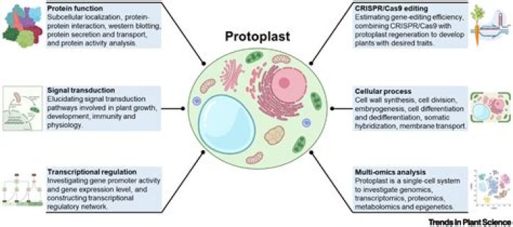 What is protoplast regeneration?